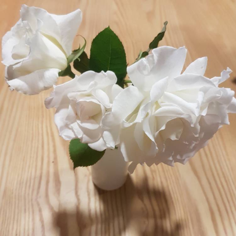 plant image 885784 plant image 885784