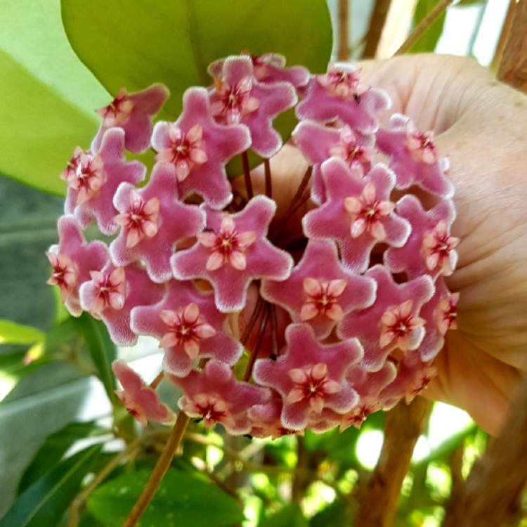 Plant image Hoya carnosa 'Krimson Queen' syn. 'Crimson Queen'
