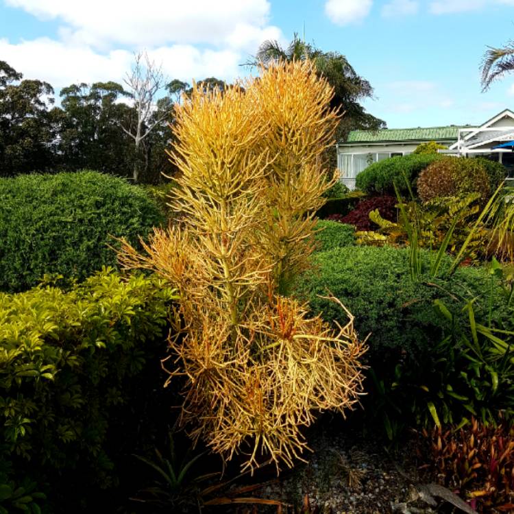 plant image 888154