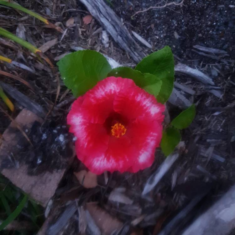 Plant image Hibiscus Rosa-sinensis 'Dr David Grimes'