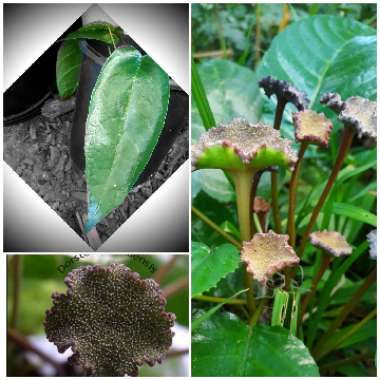 Dorstenia Bahiensis 