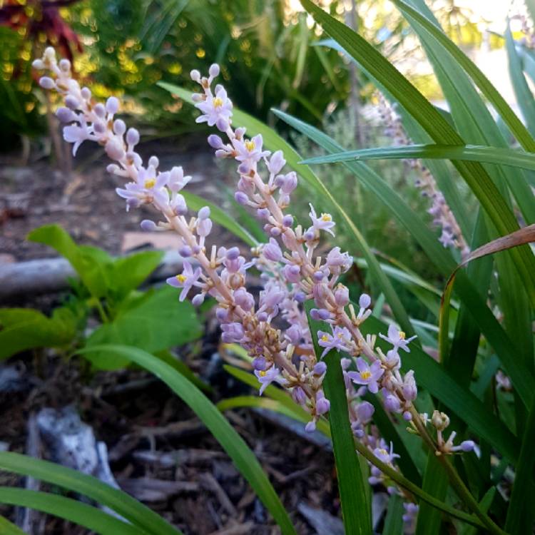Plant image Liriope gigantea syn. Liriope muscari 'Evergreen Giant', Liriope 'Gigantea'
