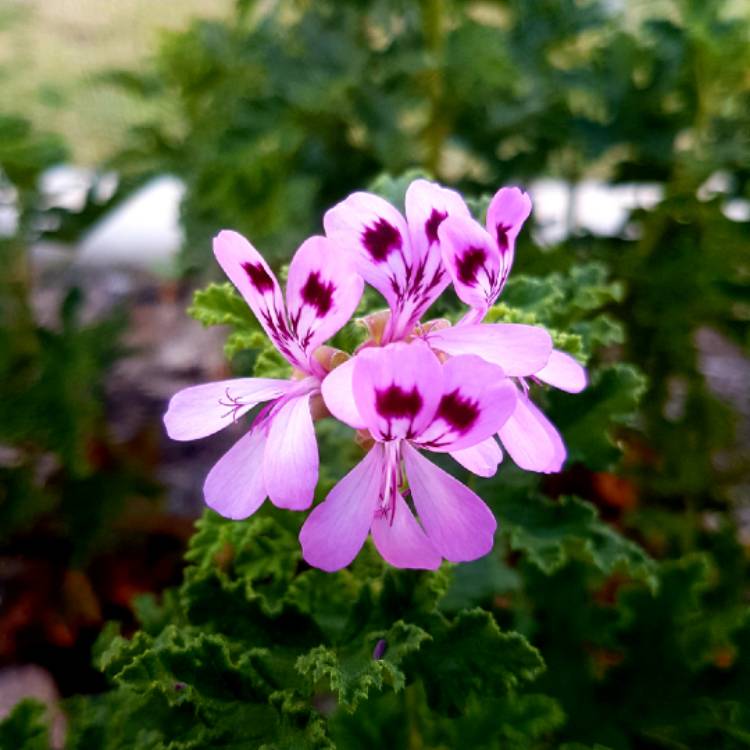 Plant image Pelargonium 'Royal Oak'