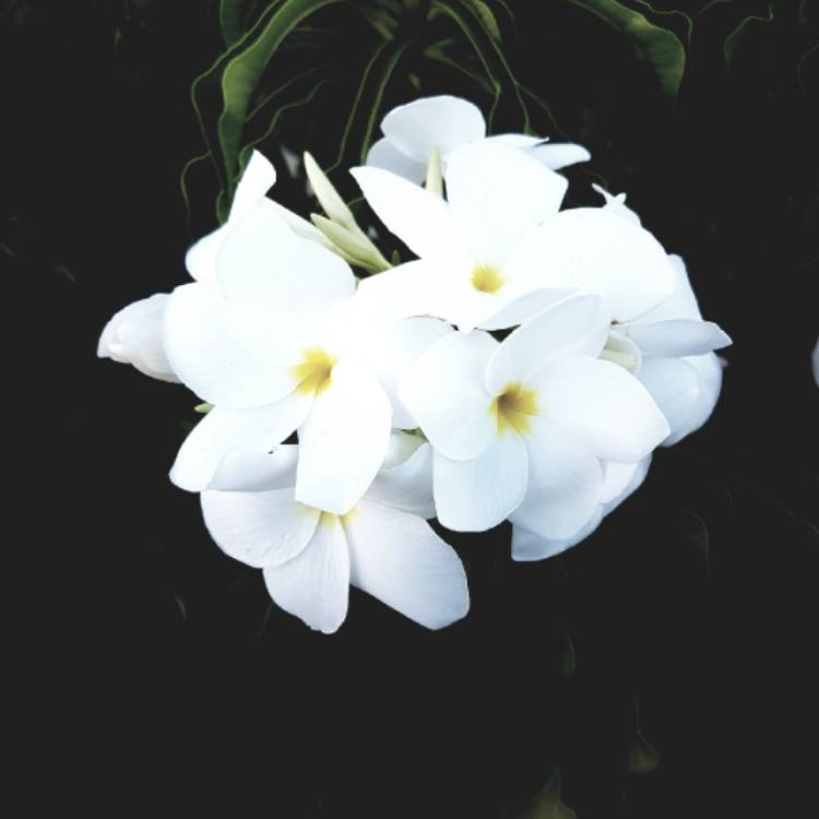 plant image 900063