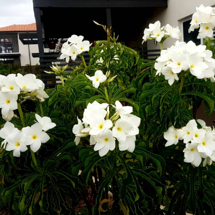 plant image 902275