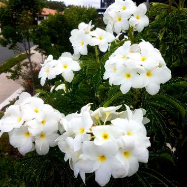 Plumeria pudica