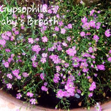 Gypsophila muralis 'Gypsy Deep Rose'