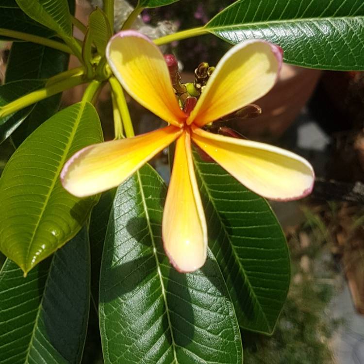 plant image 908526