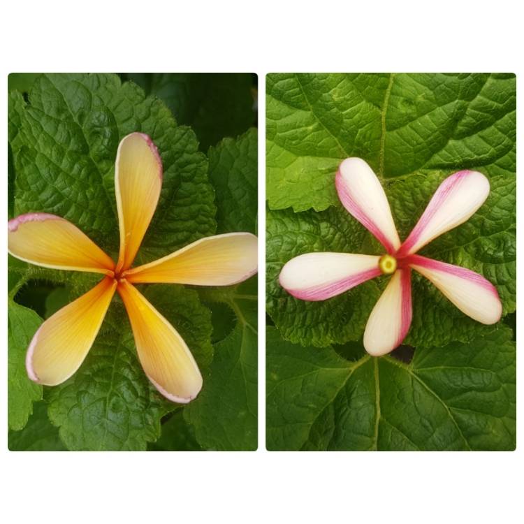 plant image 908912