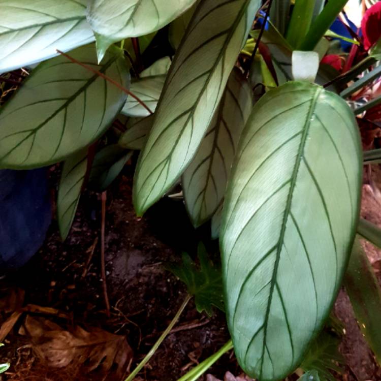 Plant image Ctenanthe setosa 'Grey Star'