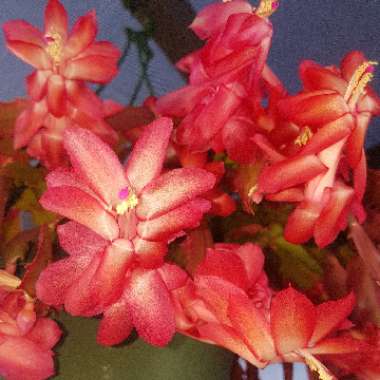 Schlumbergera Truncata Rusty