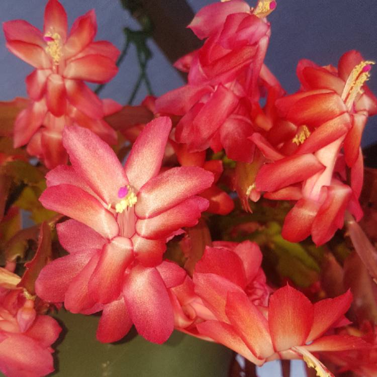 plant image 912641