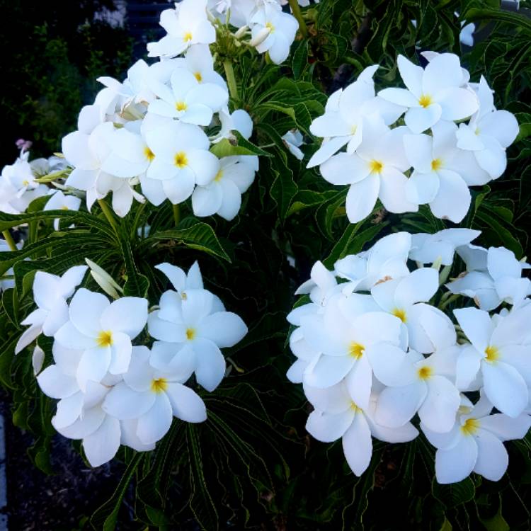 plant image 914993