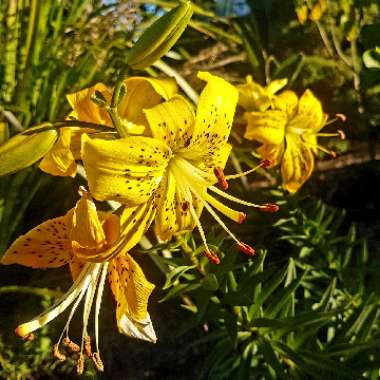 Lilium 'Sun Ray'