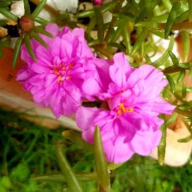 Portulaca grandiflora 'Everbloom' (Mix)