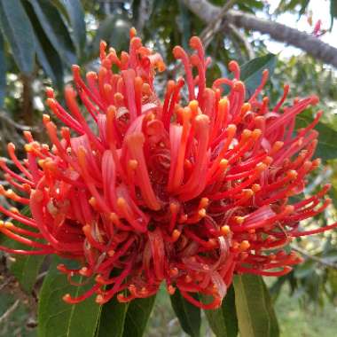 Alloxylon Flammuem