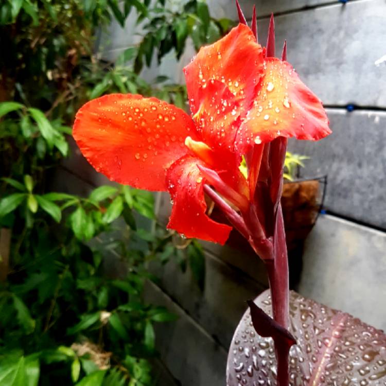 Plant image Canna 'Lon01' syn. Canna 'Tropicanna Black'