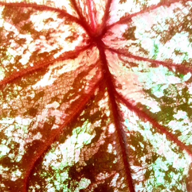 Plant image Caladium 'Hot Lips'