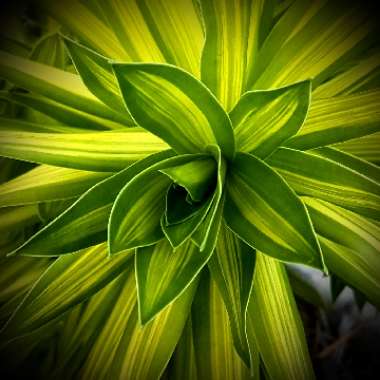 Dracaena reflexa syn. pleomele reflexa