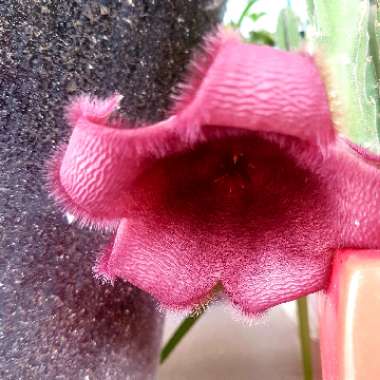 Stapelia grandiflora