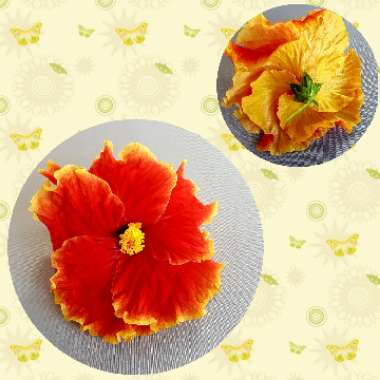 Hibiscus rosa-sinensis 'June's Joy'