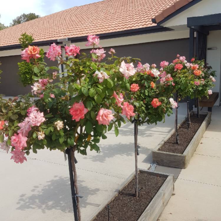 Plant image Rosa 'Dicobey' syn. Rosa 'Tequila Sunrise', Rosa 'Beaulieu'