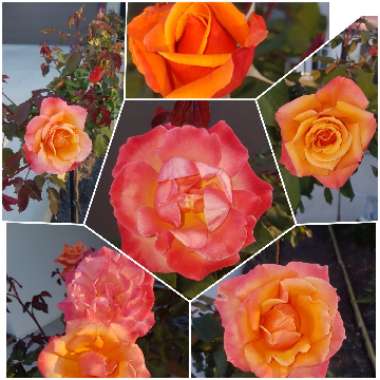 Rosa 'Dicobey' syn. Rosa 'Tequila Sunrise', Rosa 'Beaulieu'