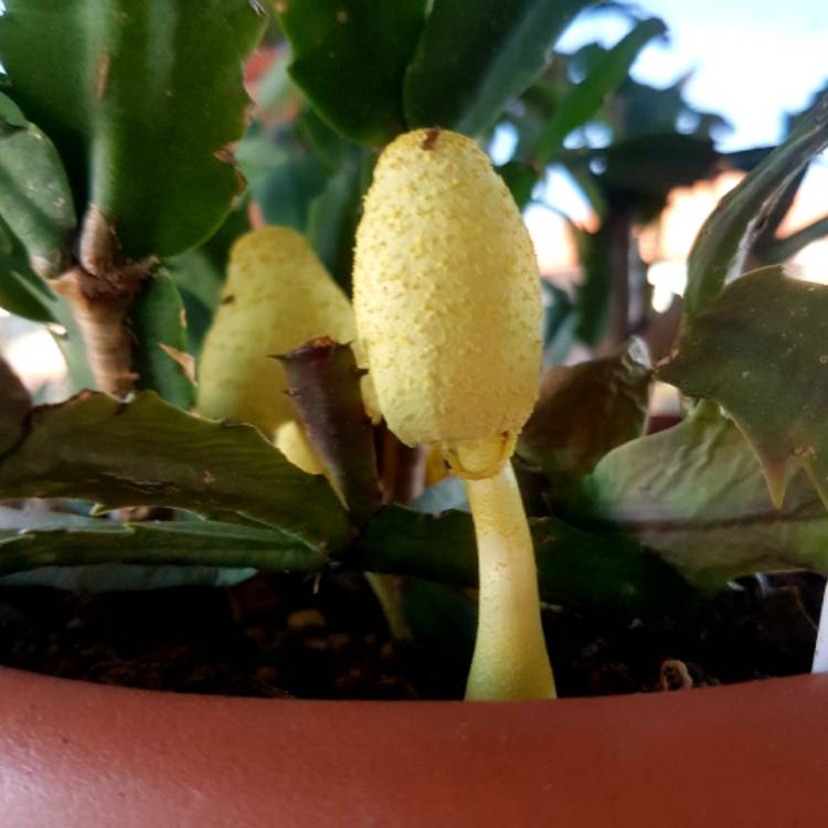 plant image 963191