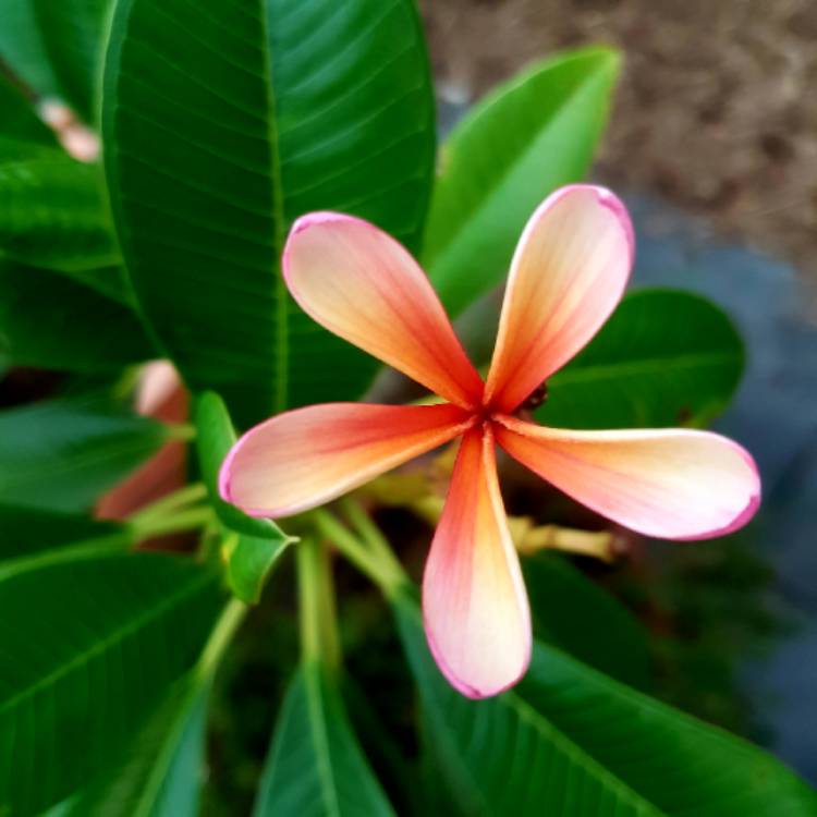 plant image 966126
