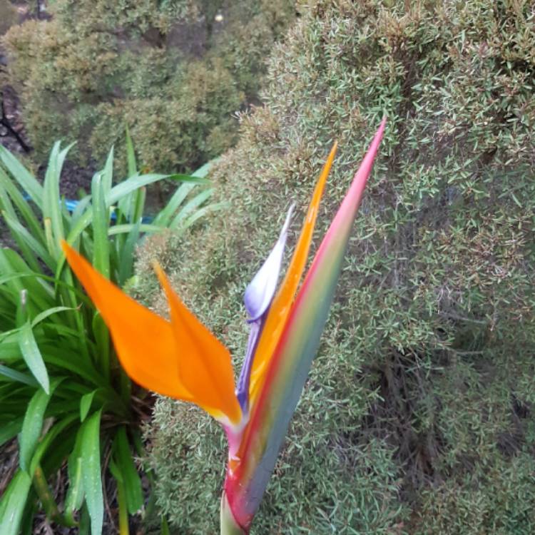 plant image 975281 plant image 975281