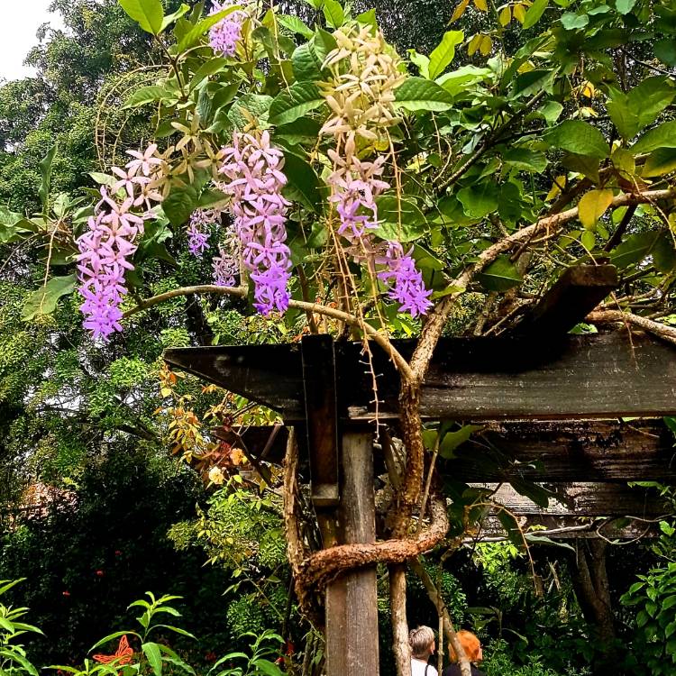 Plant image Petrea volubilis
