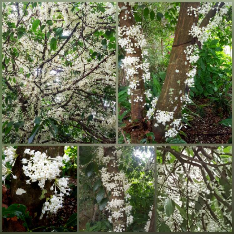 Plant image Phaleria Clerodendron