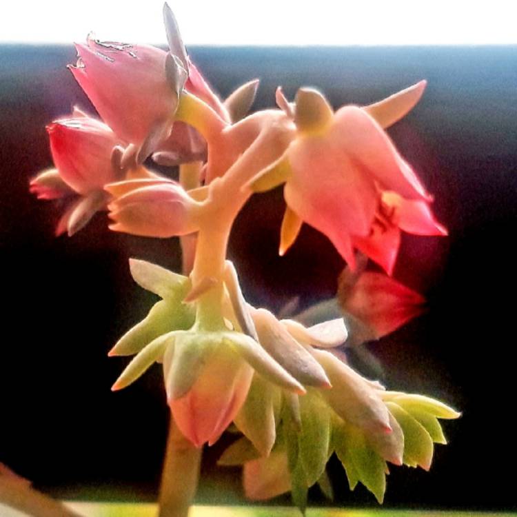 Plant image Echeveria Dick's Pink