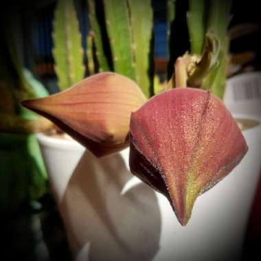 Stapelia grandiflora