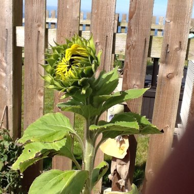 Sunflower 'Little Dorrit'