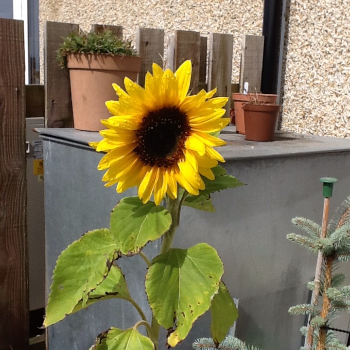 plant image 228006