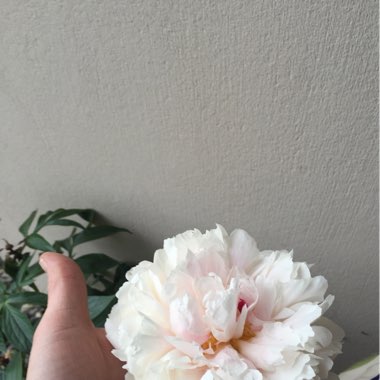 Peony
