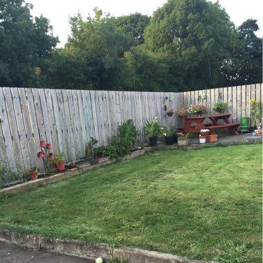 Sharon's garden