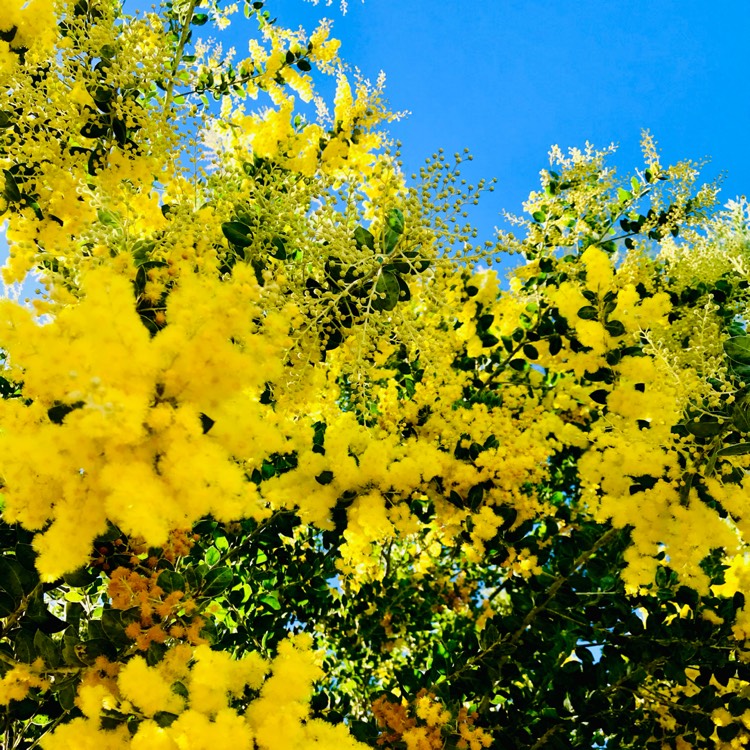 plant image 1608028