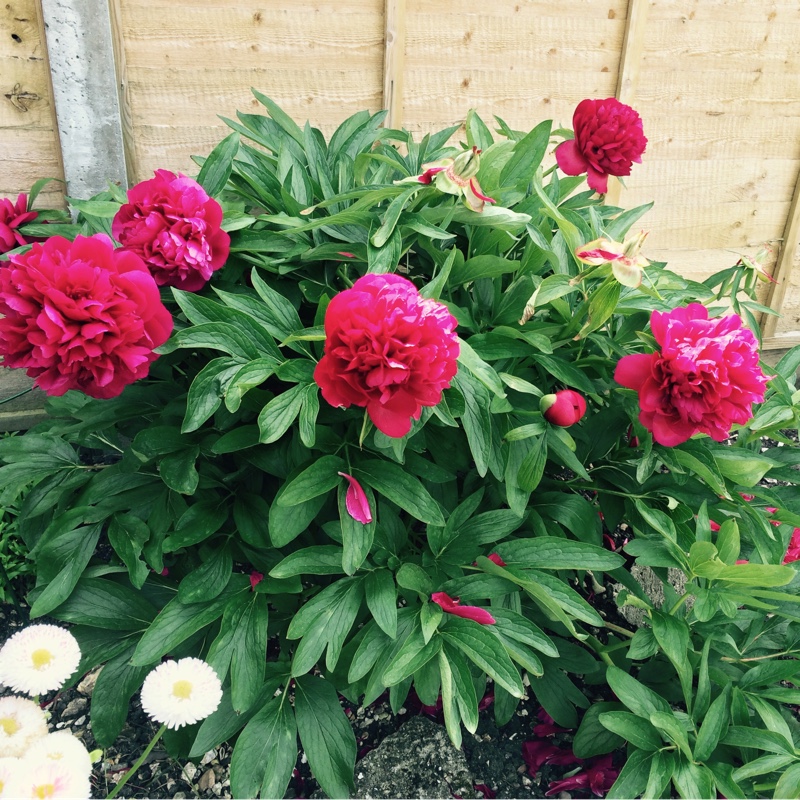 Anthea's garden