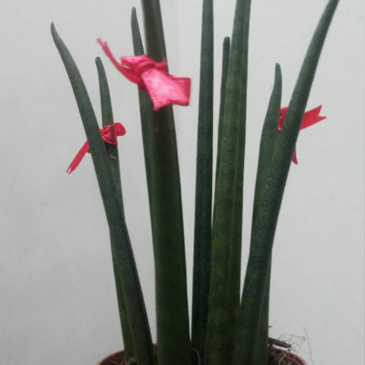 plant image 320061