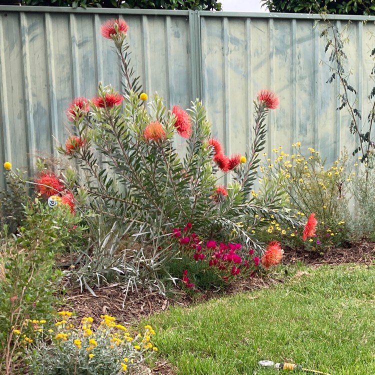 plant image 1631601