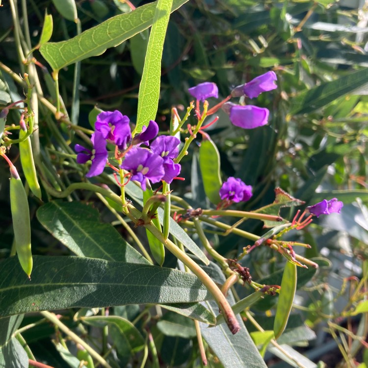 Plant image Hardenbergia violacea 'Purple'