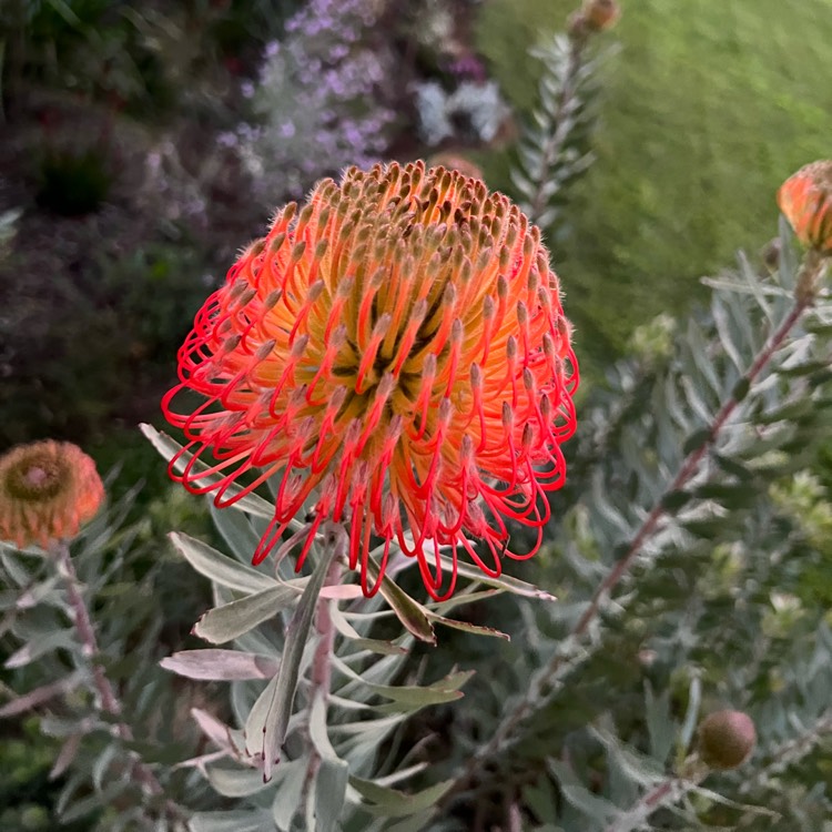 plant image 1631850