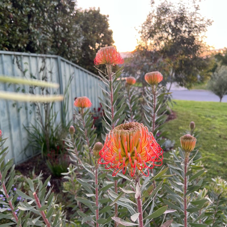 plant image 1632511