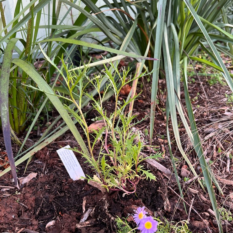 Plant image Isotoma axillaris syn.Laurentia axillaris