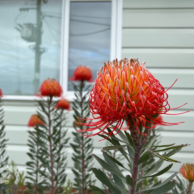 Plant image Leucospermum reflexum hybrid 'So Exquisite'