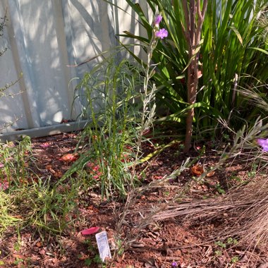 Slender Fuschia Bush