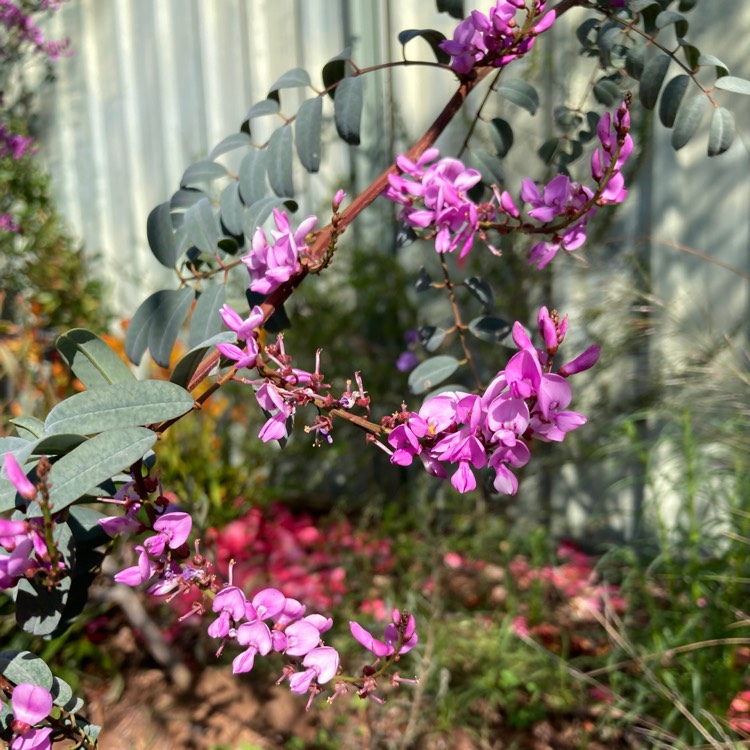 Plant image Indigofera australis
