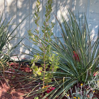 Cut Leaf Banksia